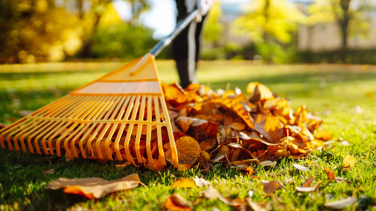 Service de Ramassage de feuilles mortes